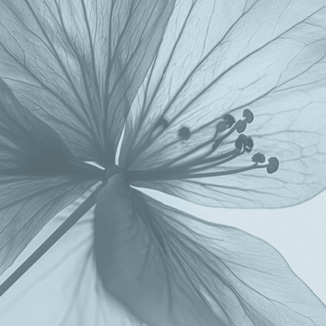 IV Therapies & Boosters